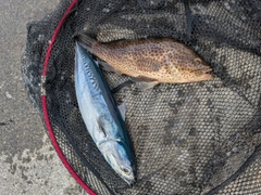 オオモンハタの釣果