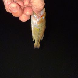 ラージマウスバス