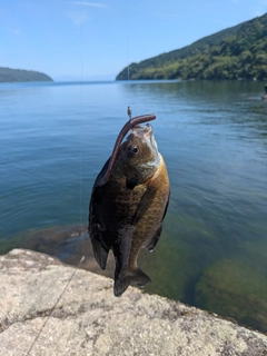 ブルーギルの釣果