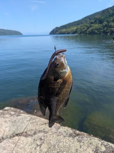 ブルーギルの釣果
