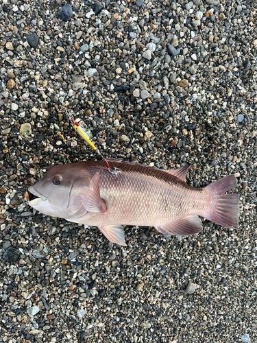 コブダイの釣果