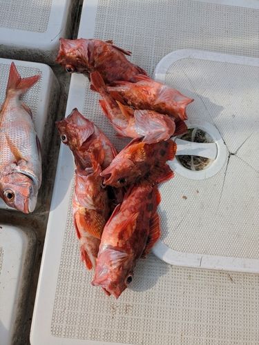 アラカブの釣果