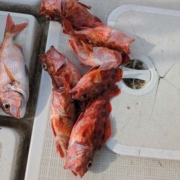 アラカブ