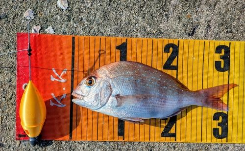 マダイの釣果