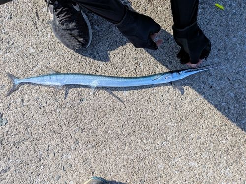 ダツの釣果