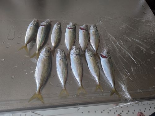 サンバソウの釣果