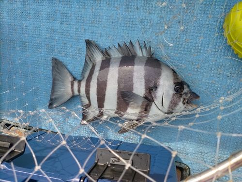 サンバソウの釣果
