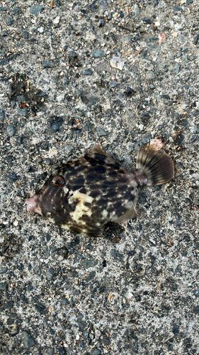 キスの釣果