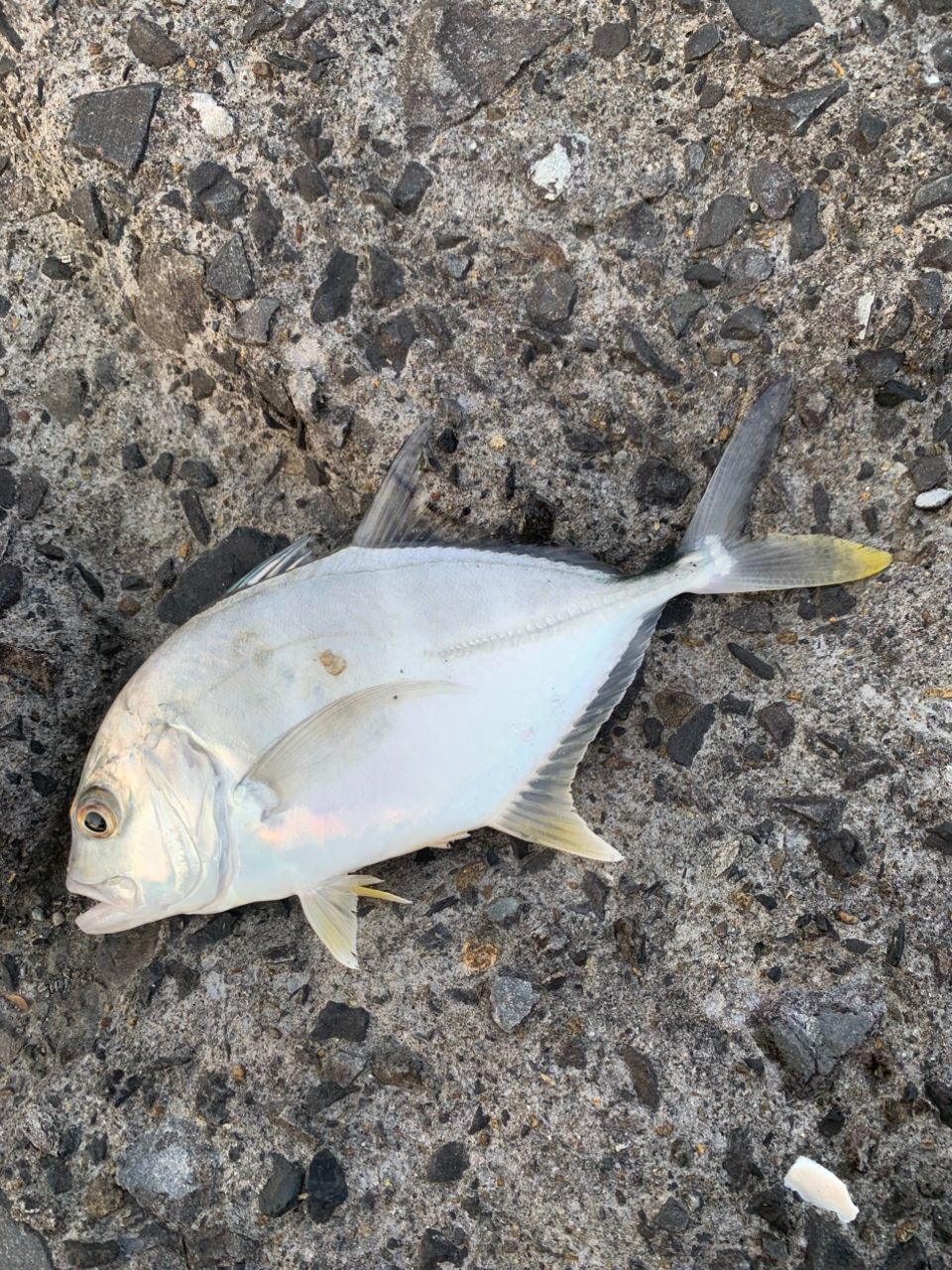チャイロマルハタ
