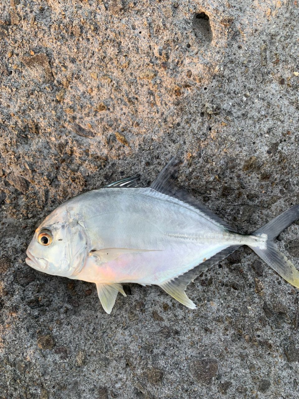 チャイロマルハタ