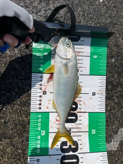 ワカシの釣果