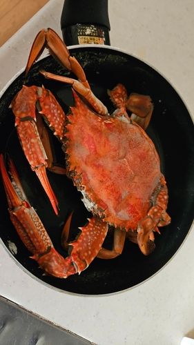 ワタリガニの釣果