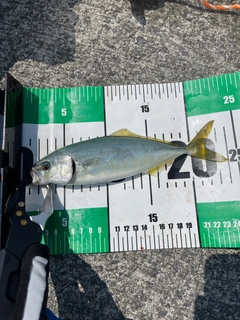 ワカシの釣果