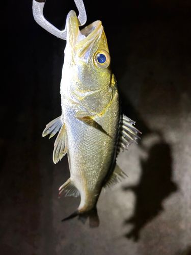 セイゴ（マルスズキ）の釣果
