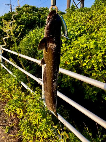 ナマズの釣果