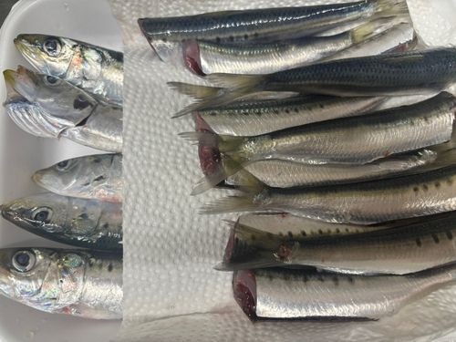 イワシの釣果