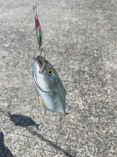ワカシの釣果