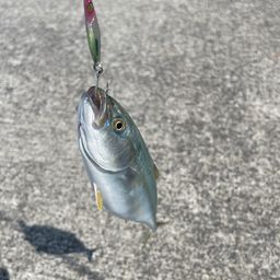 ワカシ