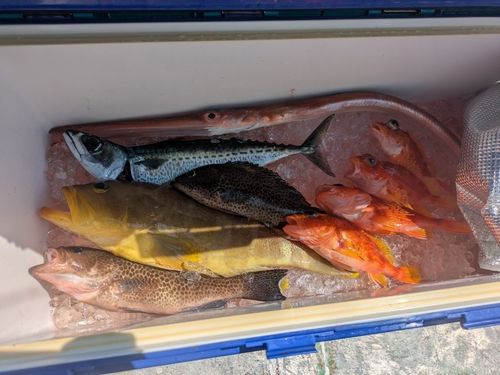 アオハタの釣果