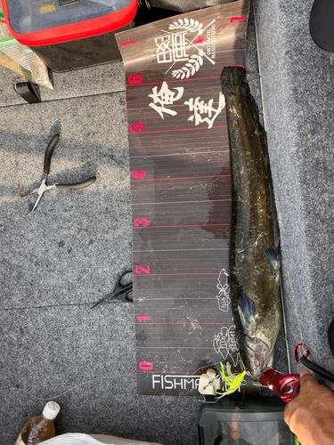 ナマズの釣果