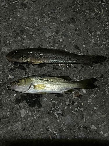 セイゴ（マルスズキ）の釣果