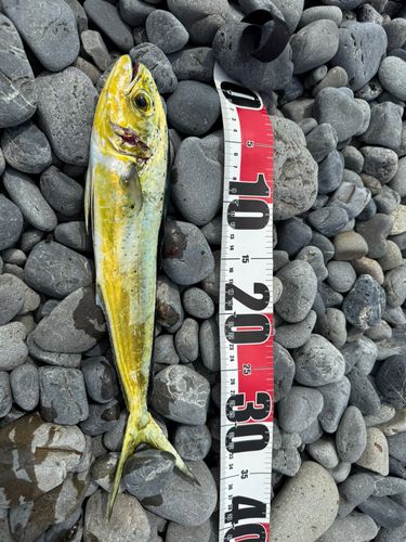 シイラの釣果