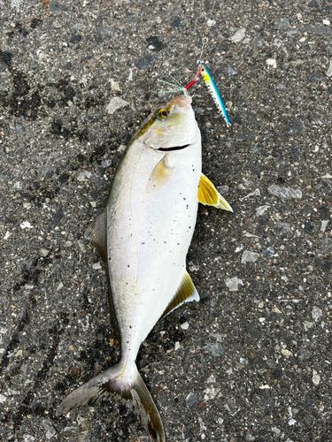 ショゴの釣果