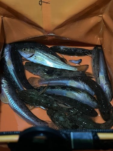 マハゼの釣果