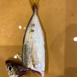 アジ