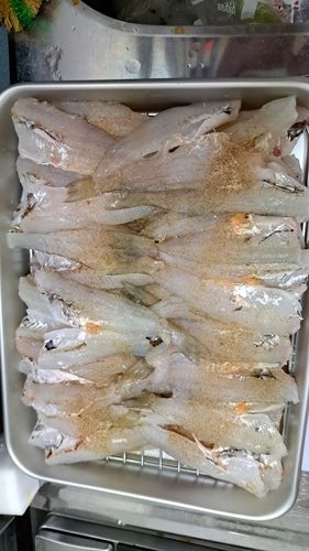 キスの釣果