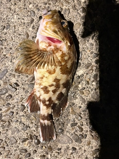 カサゴの釣果