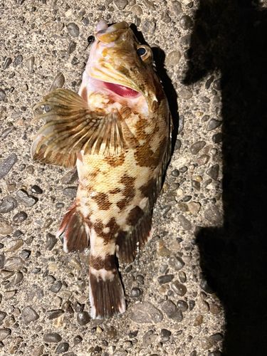 カサゴの釣果