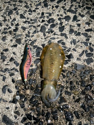 アオリイカの釣果