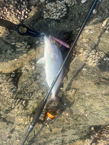 シオの釣果