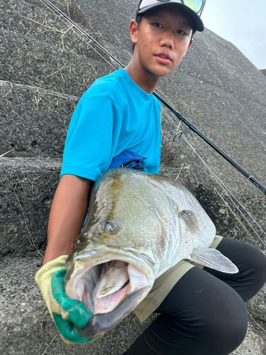 アカメの釣果