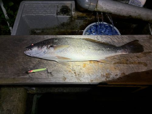 ニベの釣果
