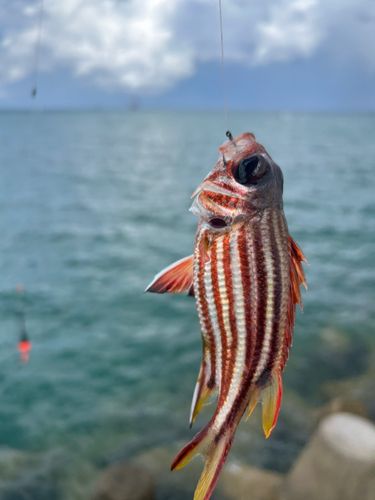 釣果