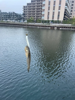ハゼの釣果