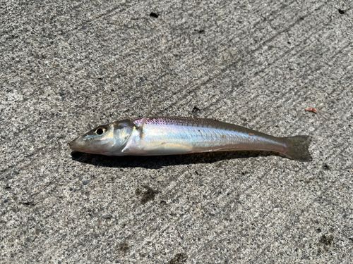 シロギスの釣果