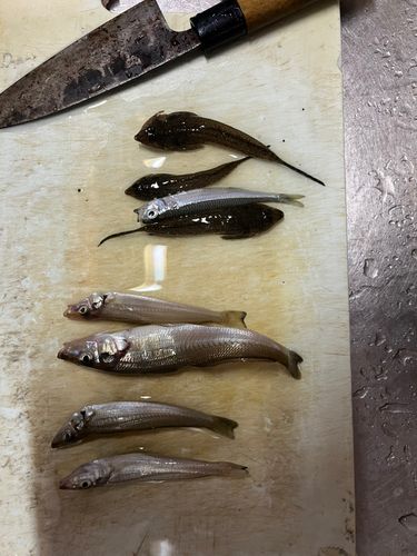 キスの釣果