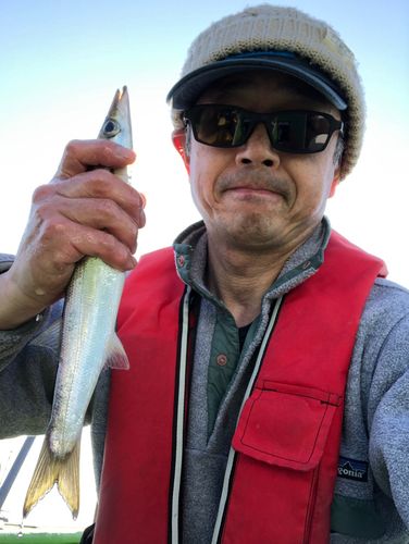 カマスの釣果
