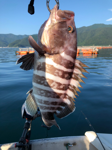 マハタの釣果