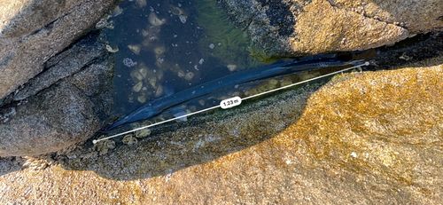 ダツの釣果