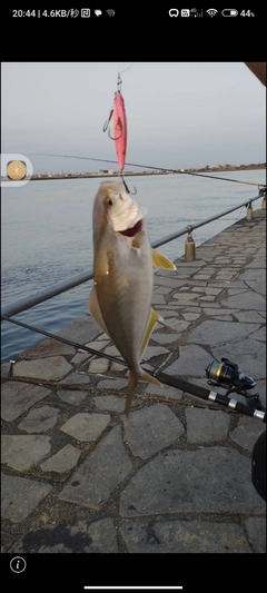 ショゴの釣果