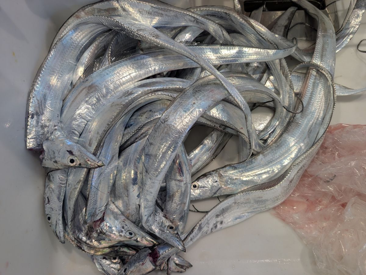 アングラーＴさんの釣果 2枚目の画像