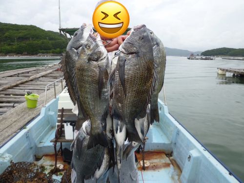 チヌの釣果
