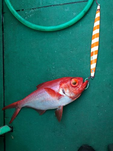キンメダイの釣果