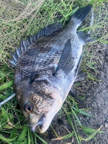 チヌの釣果