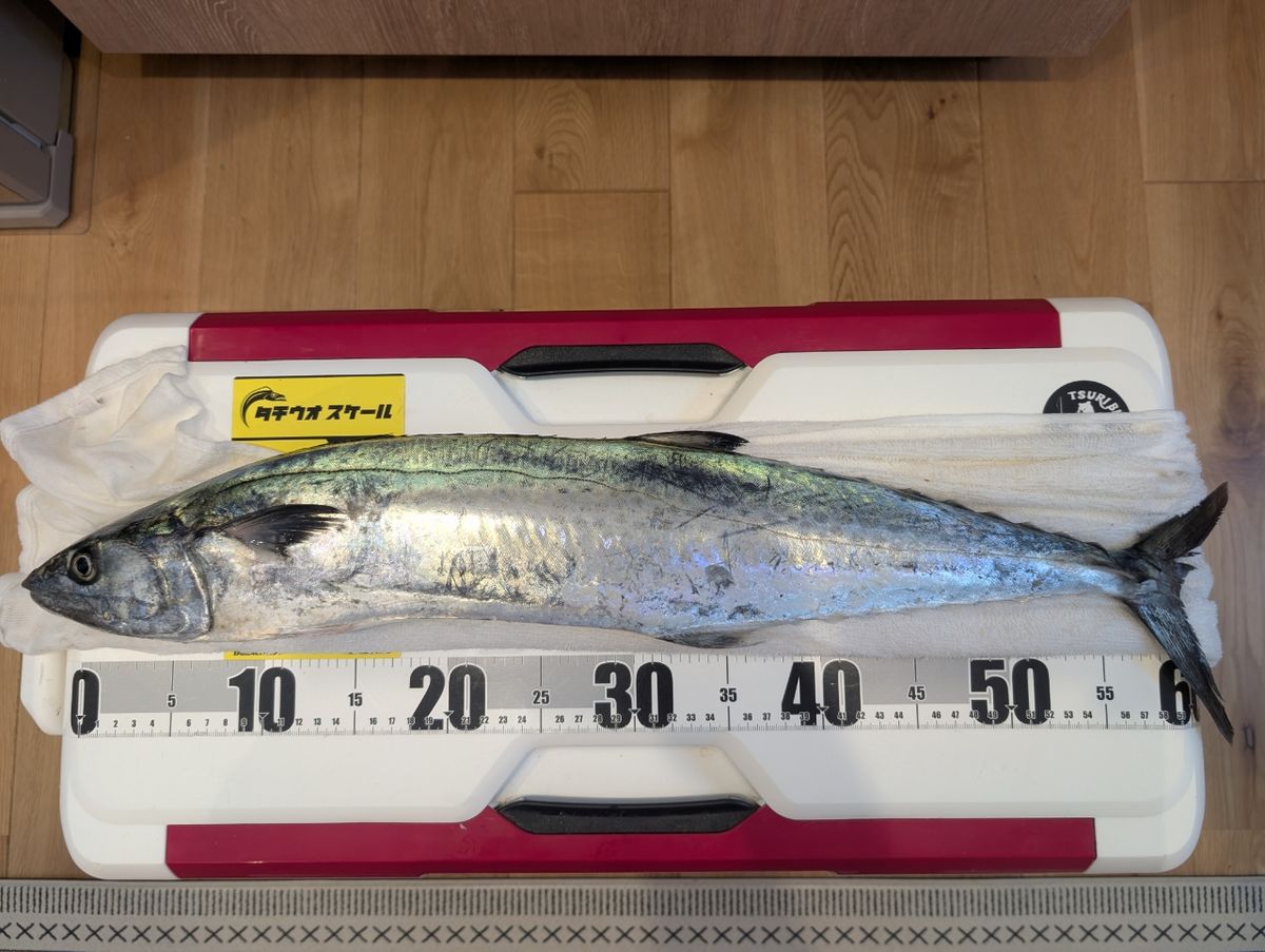 アングラーＴさんの釣果 1枚目の画像