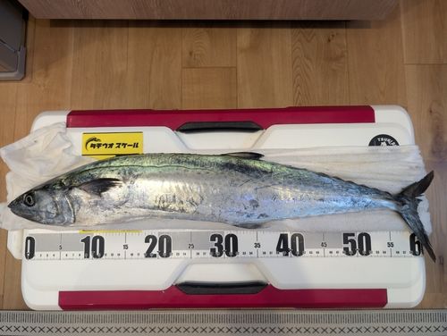 サワラの釣果